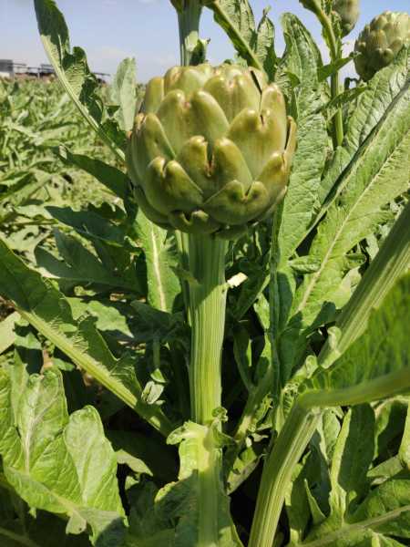 TAZE DOLMALIK ENGİNAR