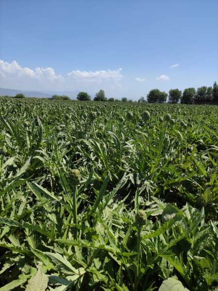 TAZE DOLMALIK ENGİNAR