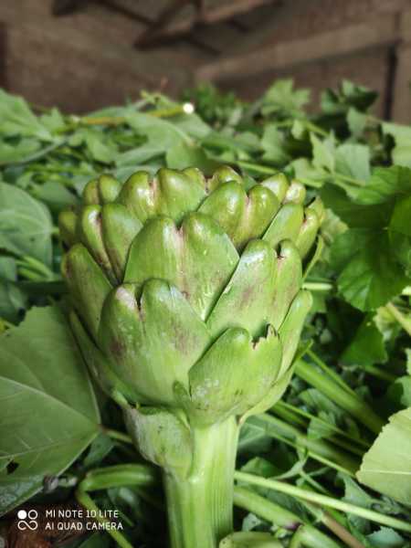 HAZIRLANMIŞ DOLMALIK ENGİNAR